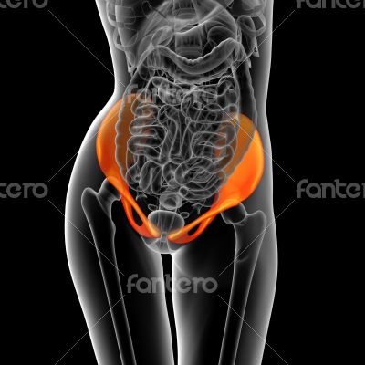 3d render medical illustration of the pelvis bone 