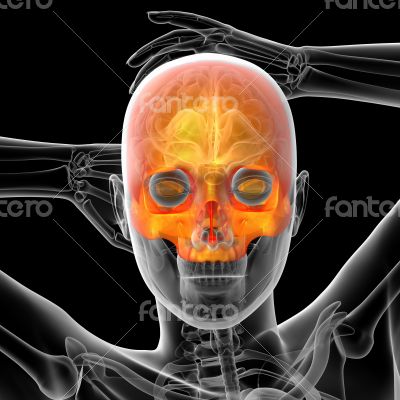 3d render medical illustration of the human skull