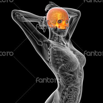 3d render medical illustration of the human skull