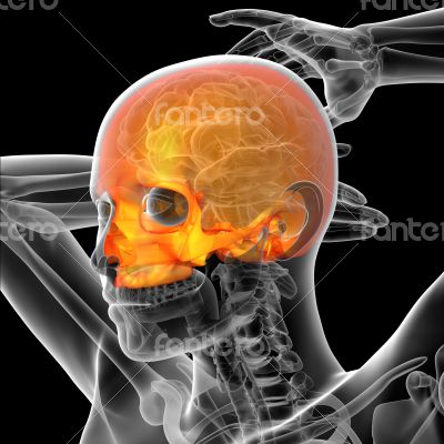 3d render medical illustration of the human skull