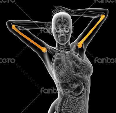 3d render medical illustration of the humerus bone
