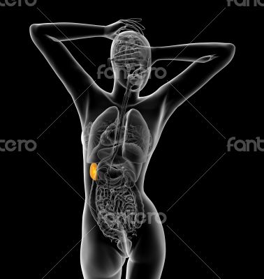 3d render medical illustration of the spleen 