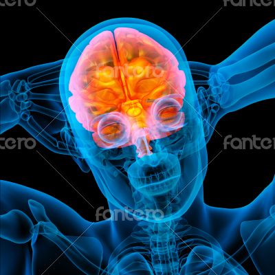 3d render medical illustration of the human brain