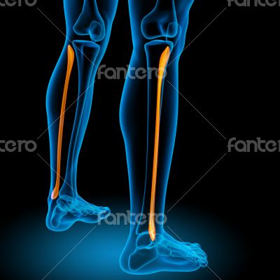 3d render medical illustration of the tibia 