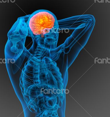 3d render medical illustration of the human brain