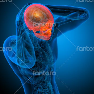 3d render medical illustration of the human skull 