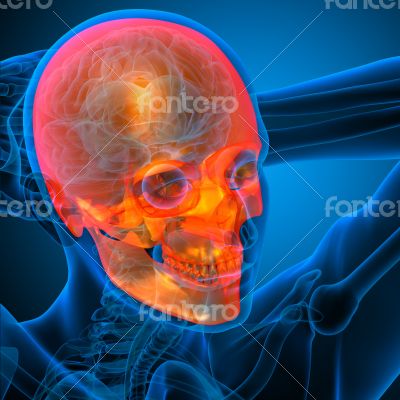 3d render medical illustration of the human skull 
