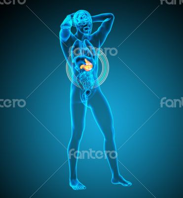 3d render medical illustration of the stomach