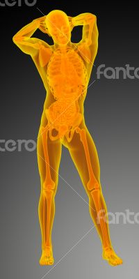  human anatomy