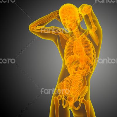 human anatomy