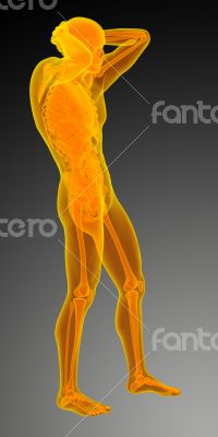  human anatomy