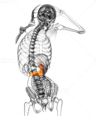  gallblader and pancrease 