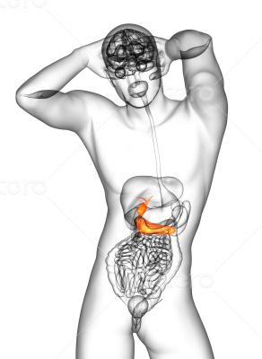  gallblader and pancrease 