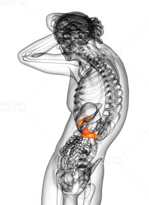 gallblader and pancrease 