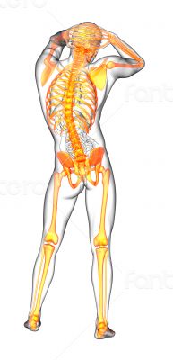 human skeleton