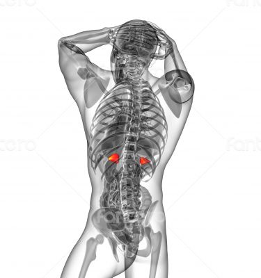  adrenal glands