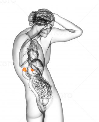  adrenal glands