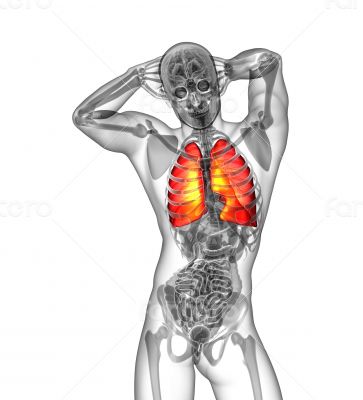 3d render illustration of the human lung