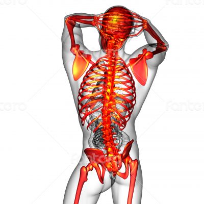  human skeletonl