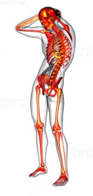  human skeletonl