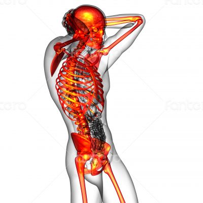  human skeletonl