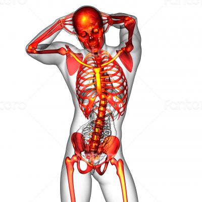  human skeletonl