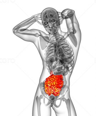  small intestine