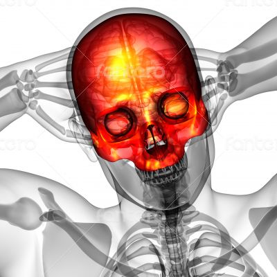 3d render medical illustration of the upper skull 