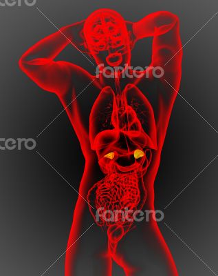 3d render medical illustration of the adrenal 