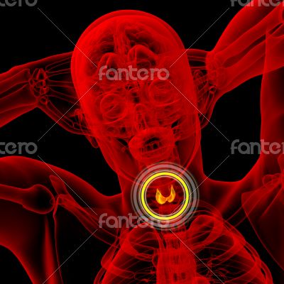  thyroid gland 