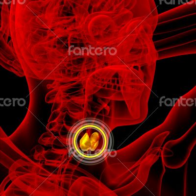  thyroid gland 
