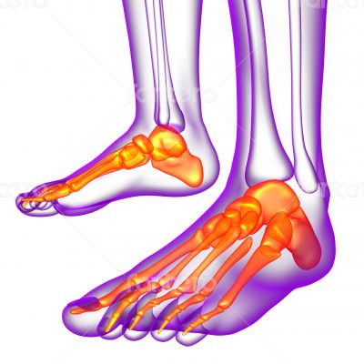 3d render medical illustration of the feet bone 