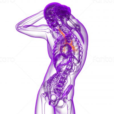 3d render medical illustration of the bronchi 