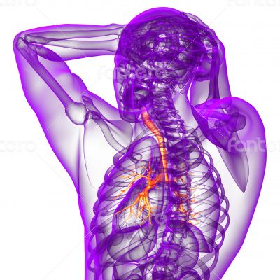 3d render medical illustration of the bronchi 