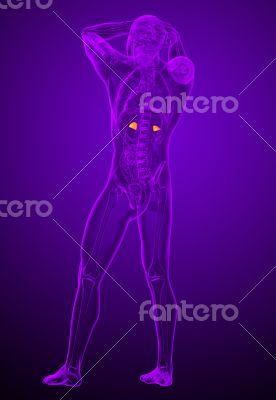 adrenal glands