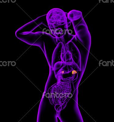 n adrenal glands