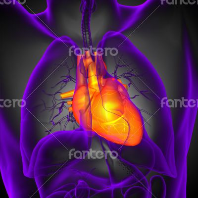 3d render medical illustration of the human heart 