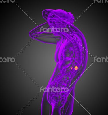  adrenal glands