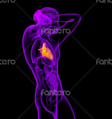 3d render medical illustration of the human heart 
