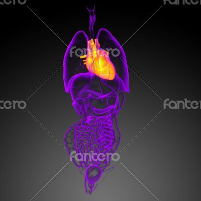 3d render medical illustration of the human heart 