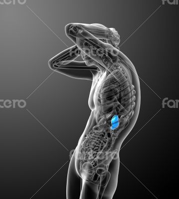 3d render medical illustration of the spleen 