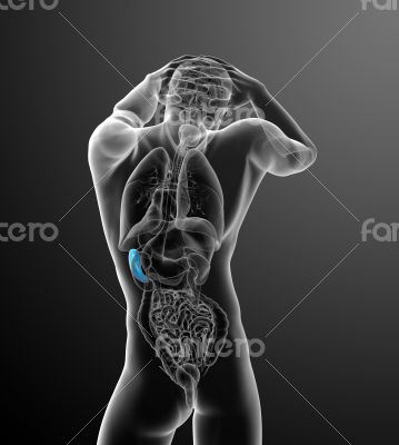 3d render medical illustration of the spleen 