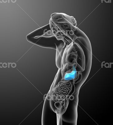 3d render medical illustration of the stomach 