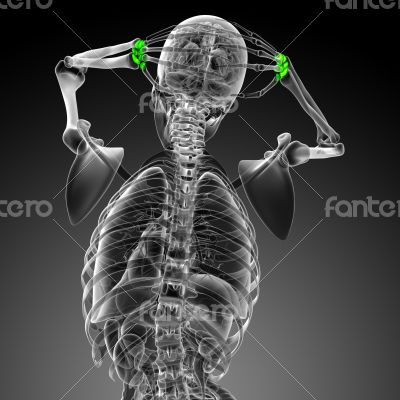 3d render medical illustration of the carpal bone 
