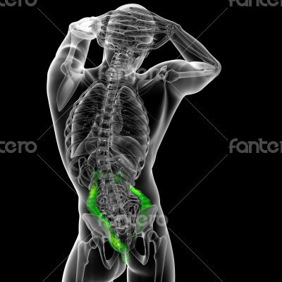  larg intestine 