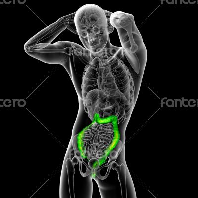  larg intestine 