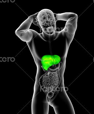 3d render medical illustration of the liver 