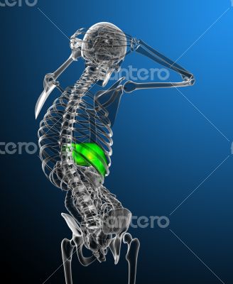 3d render medical illustration of the liver 