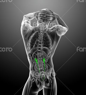 3d render medical illustration of the ureter