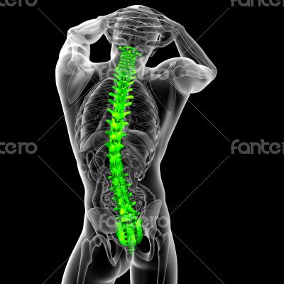 3d render medical illustration of the human spine